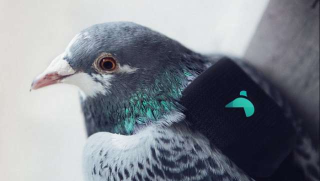 Les pigeons londoniens vont mesurer la pollution de la capitale anglaise